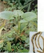 Rhizoma Homalomenae
